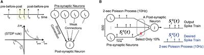 ReplaceNet: real-time replacement of a biological neural circuit with a hardware-assisted spiking neural network